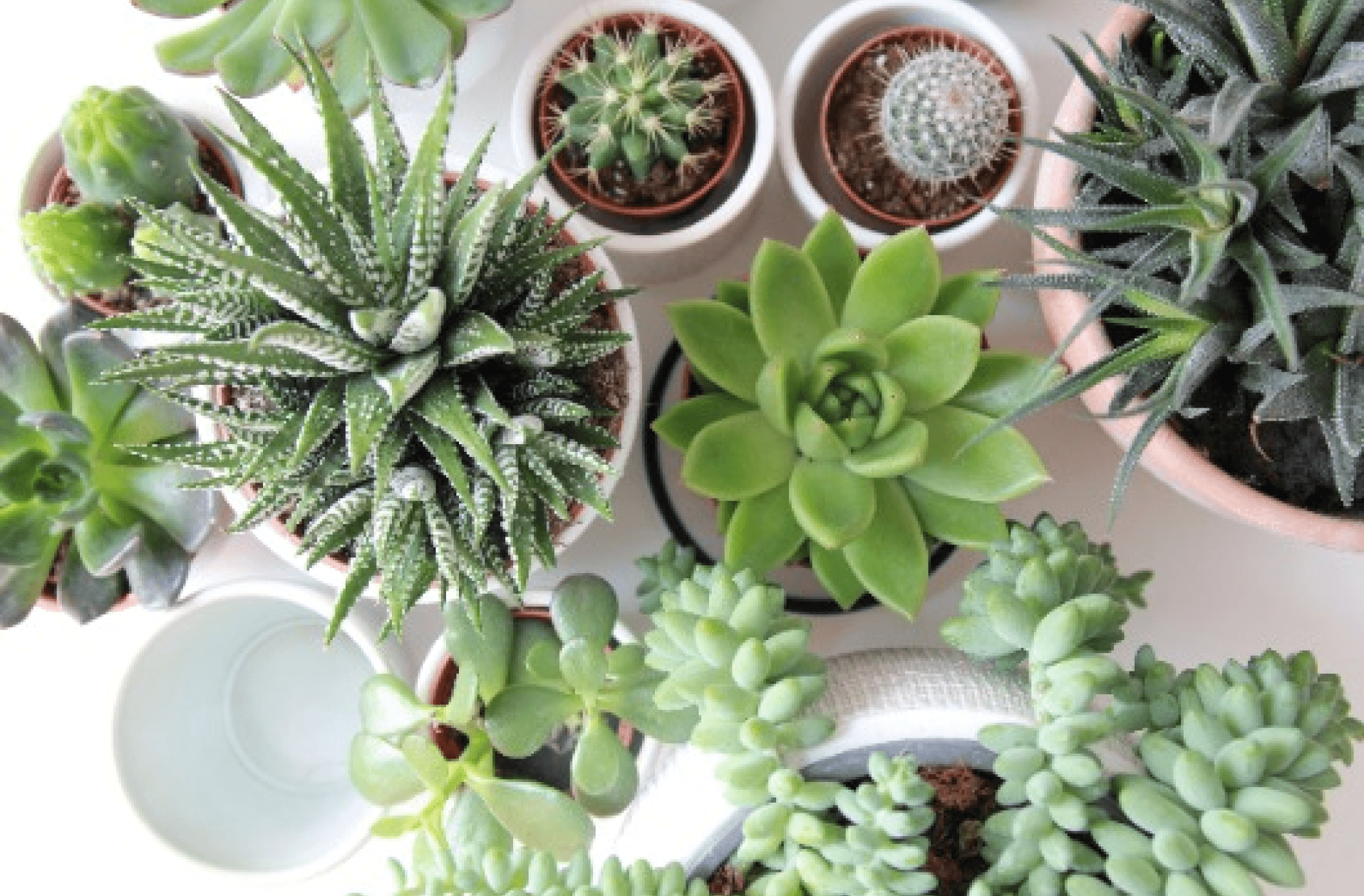 A photo of small succulent plants from above.